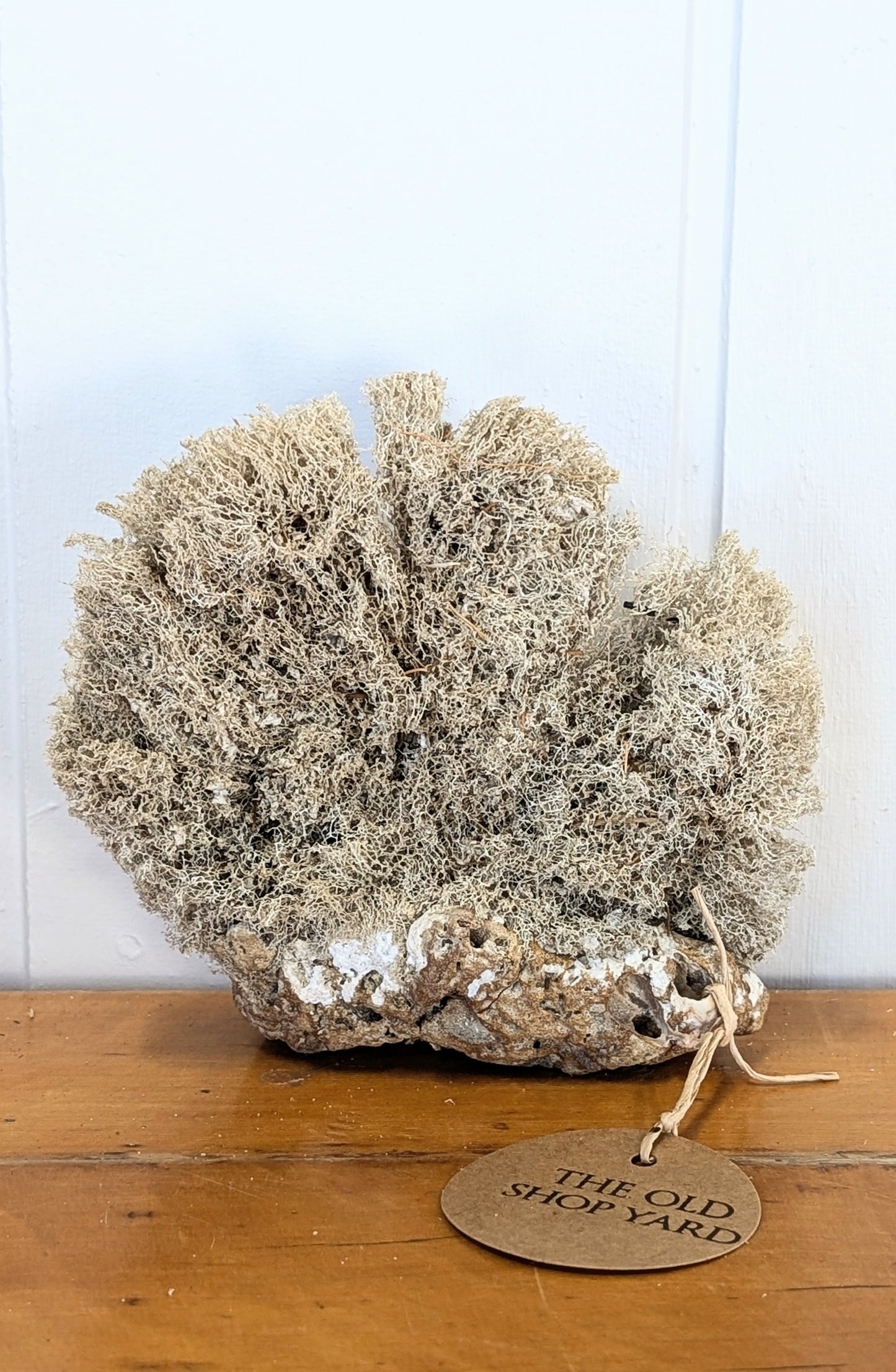 Sea Sponge on Rock