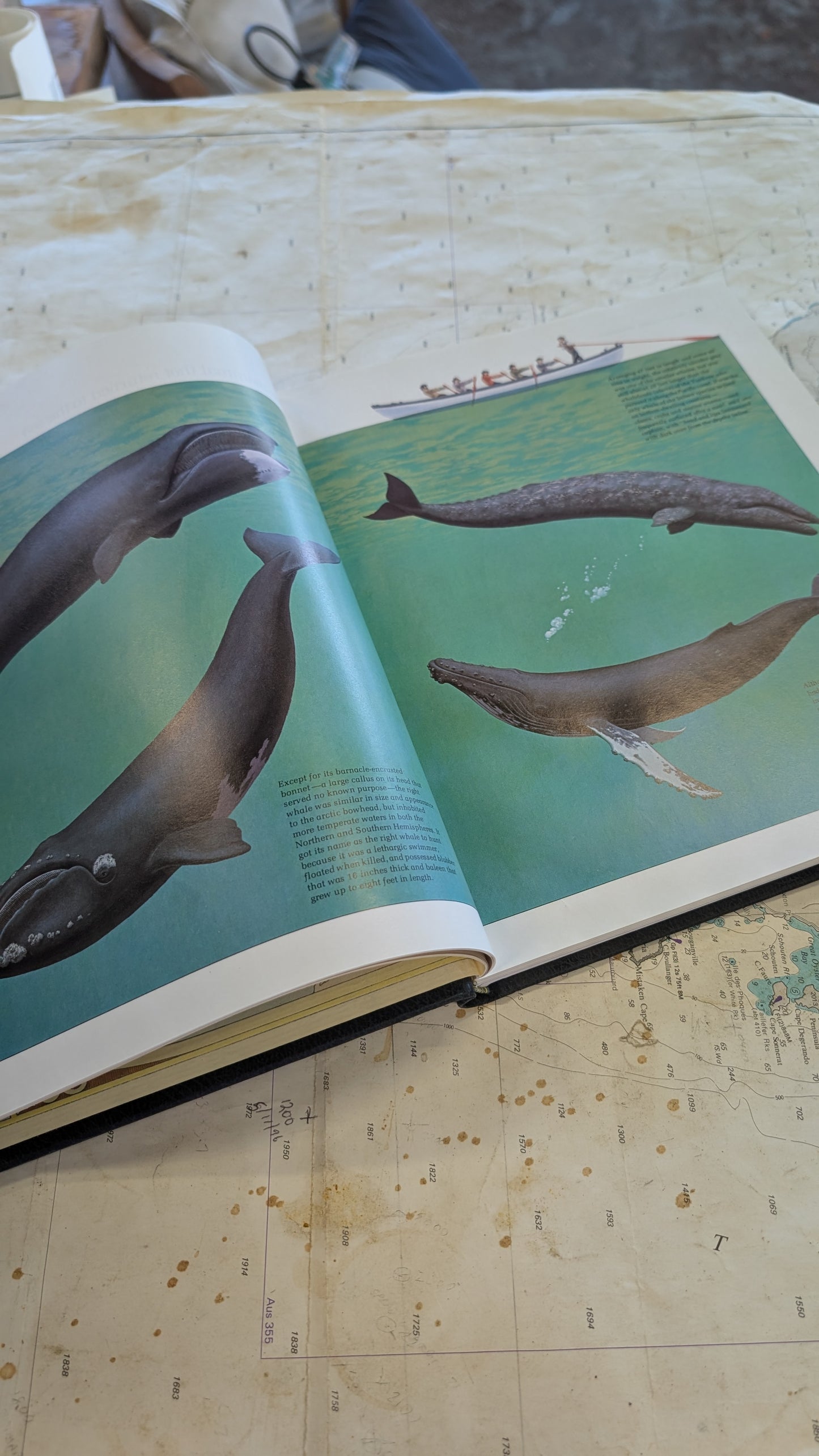The Whalers - vintage book from "The Seafarers" series