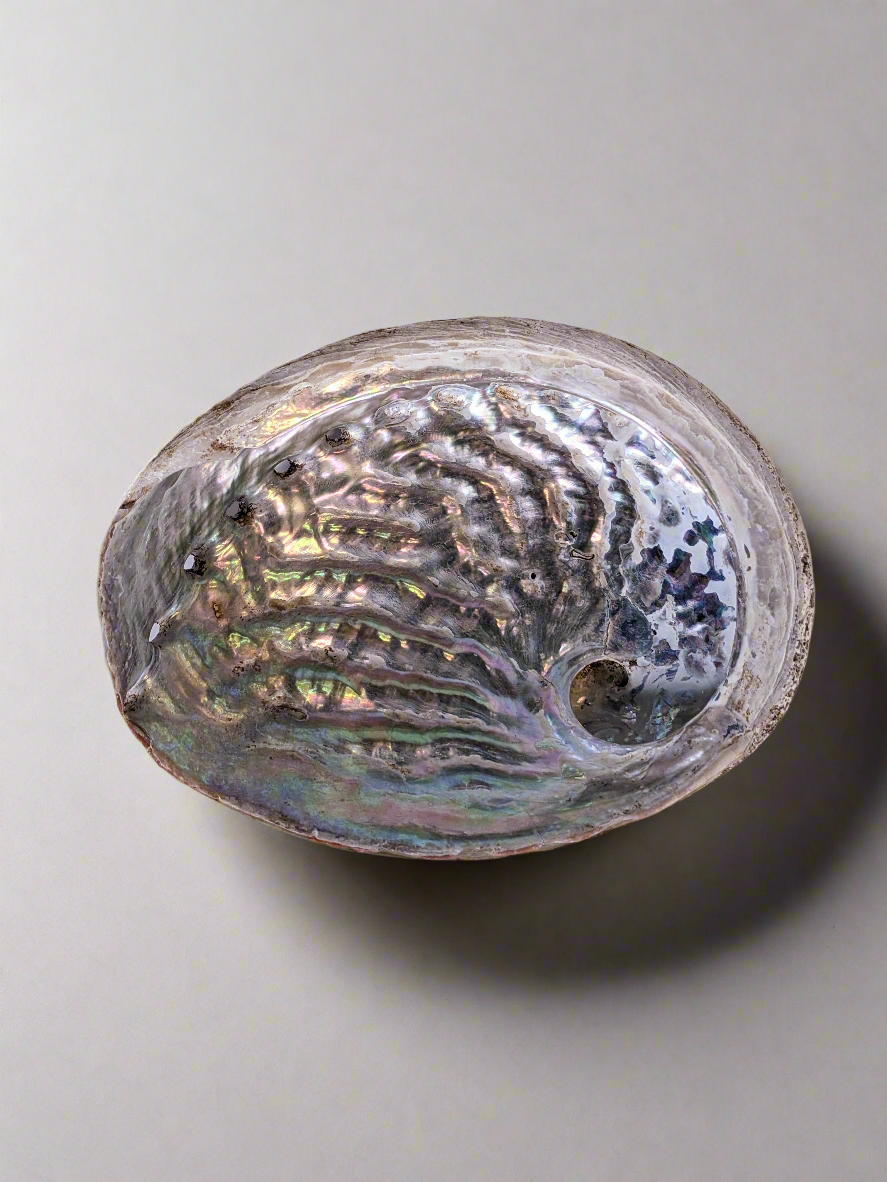 Abalone Shell