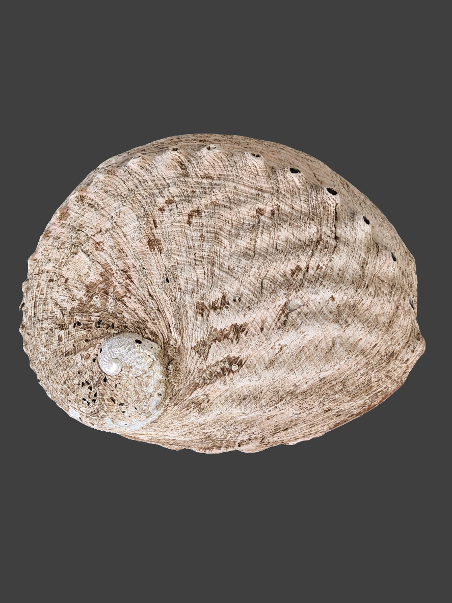 Abalone Shell