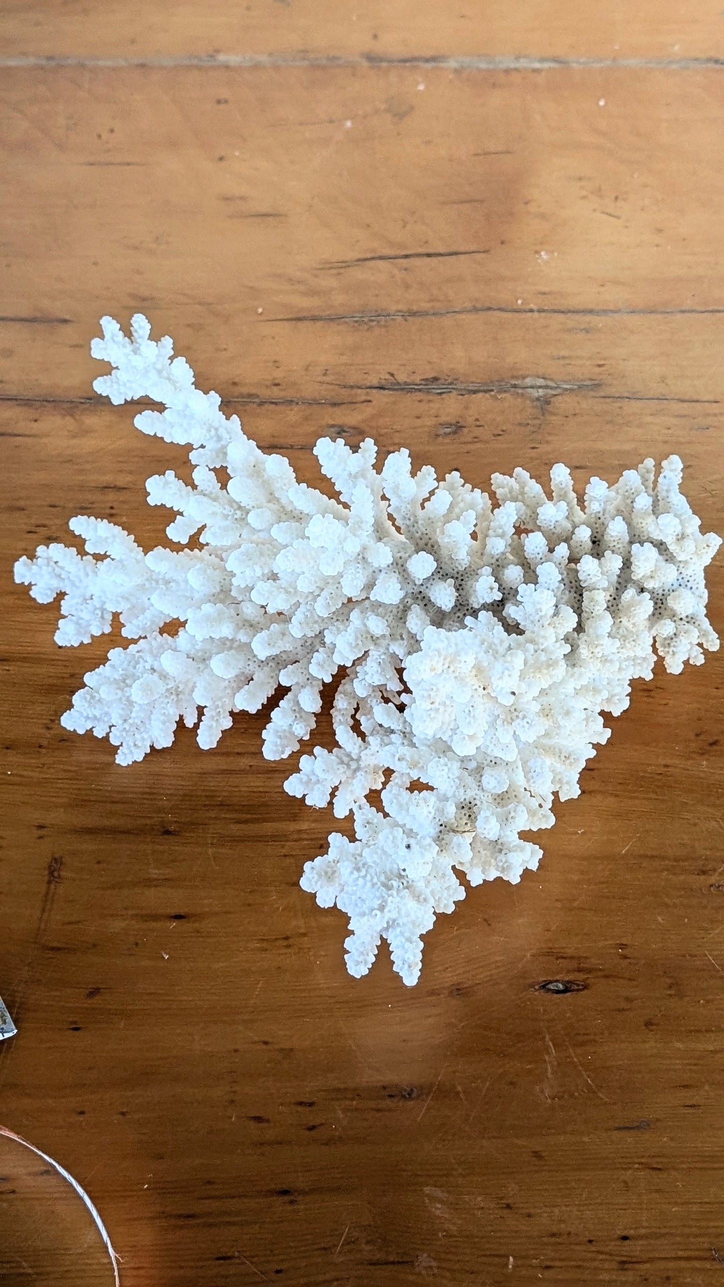 Coral
