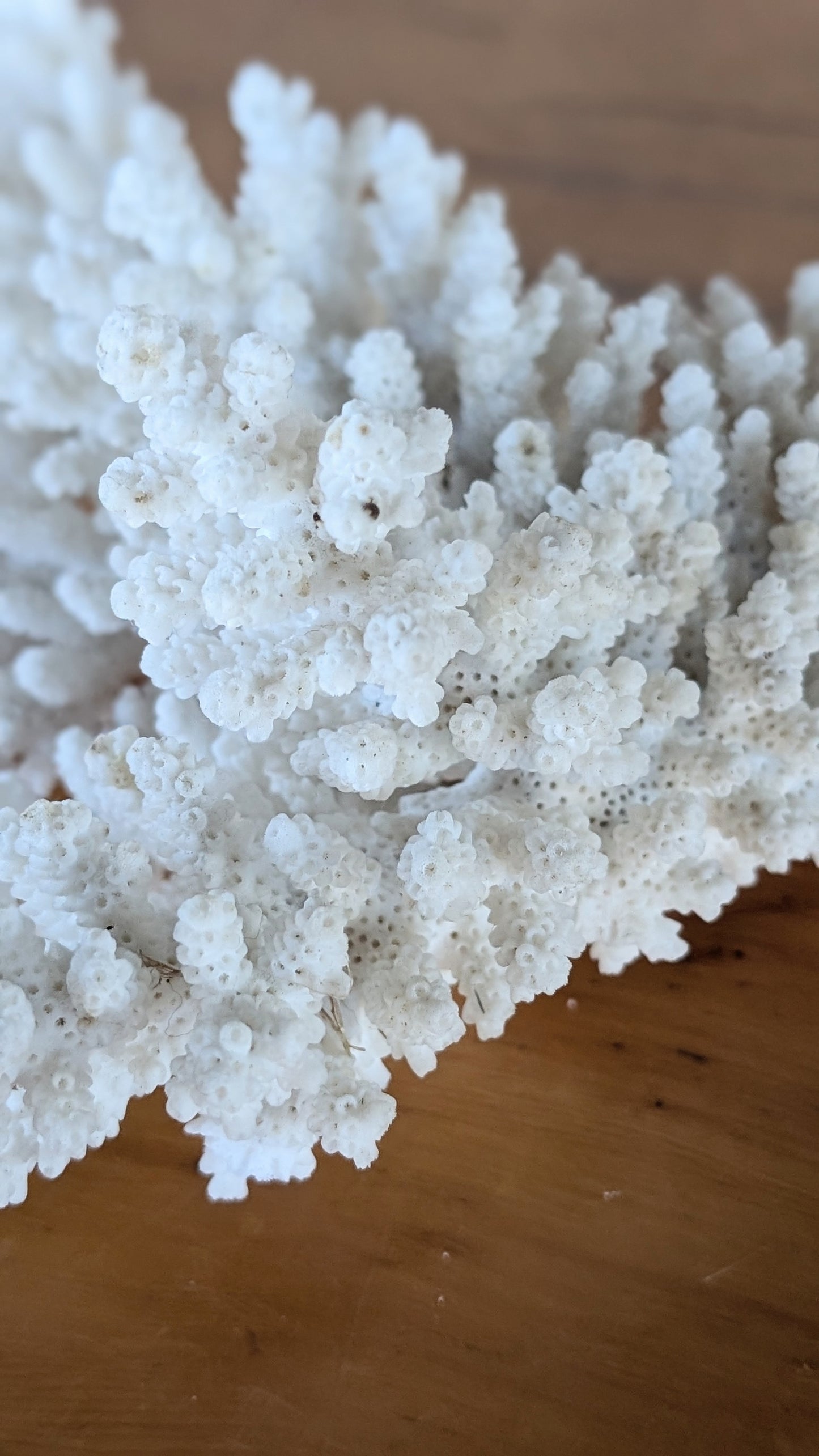 Coral