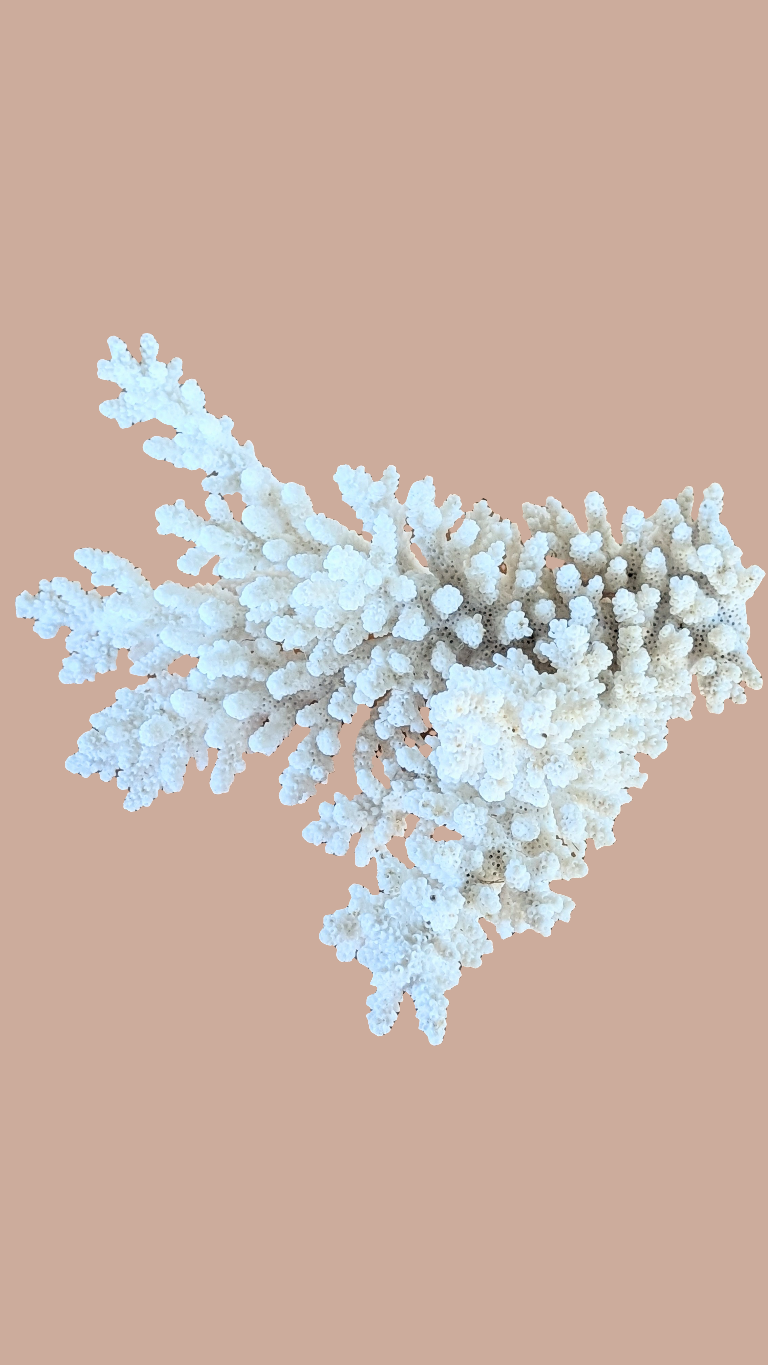 Coral